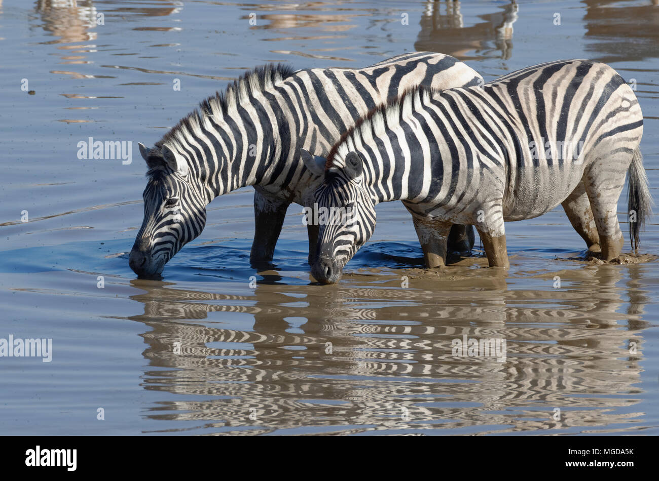 Two Burchell's zebras (Equus quagga burchellii), standing in muddy water, drinking, Okaukuejo waterhole, Etosha National Park, Namibia, Africa Stock Photo