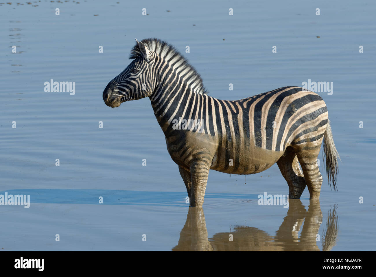 Burchell's zebra (Equus quagga burchellii) standing in muddy water, Okaukuejo waterhole, Etosha National Park, Namibia, Africa Stock Photo