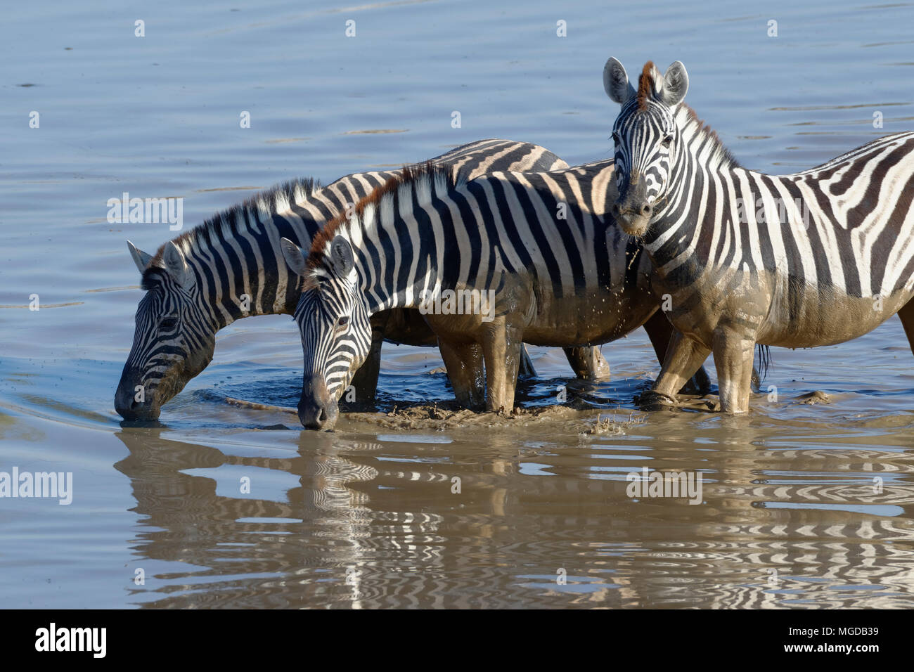 Three Burchell's zebras (Equus quagga burchellii), standing in muddy water, drinking, Okaukuejo waterhole, Etosha National Park, Namibia, Africa Stock Photo