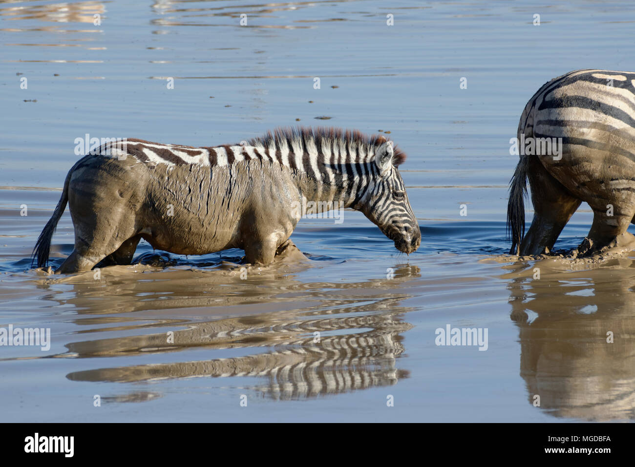 Burchell's zebras (Equus quagga burchellii) in muddy water, adult and young crossing the Okaukuejo waterhole, Etosha National Park, Namibia, Africa Stock Photo