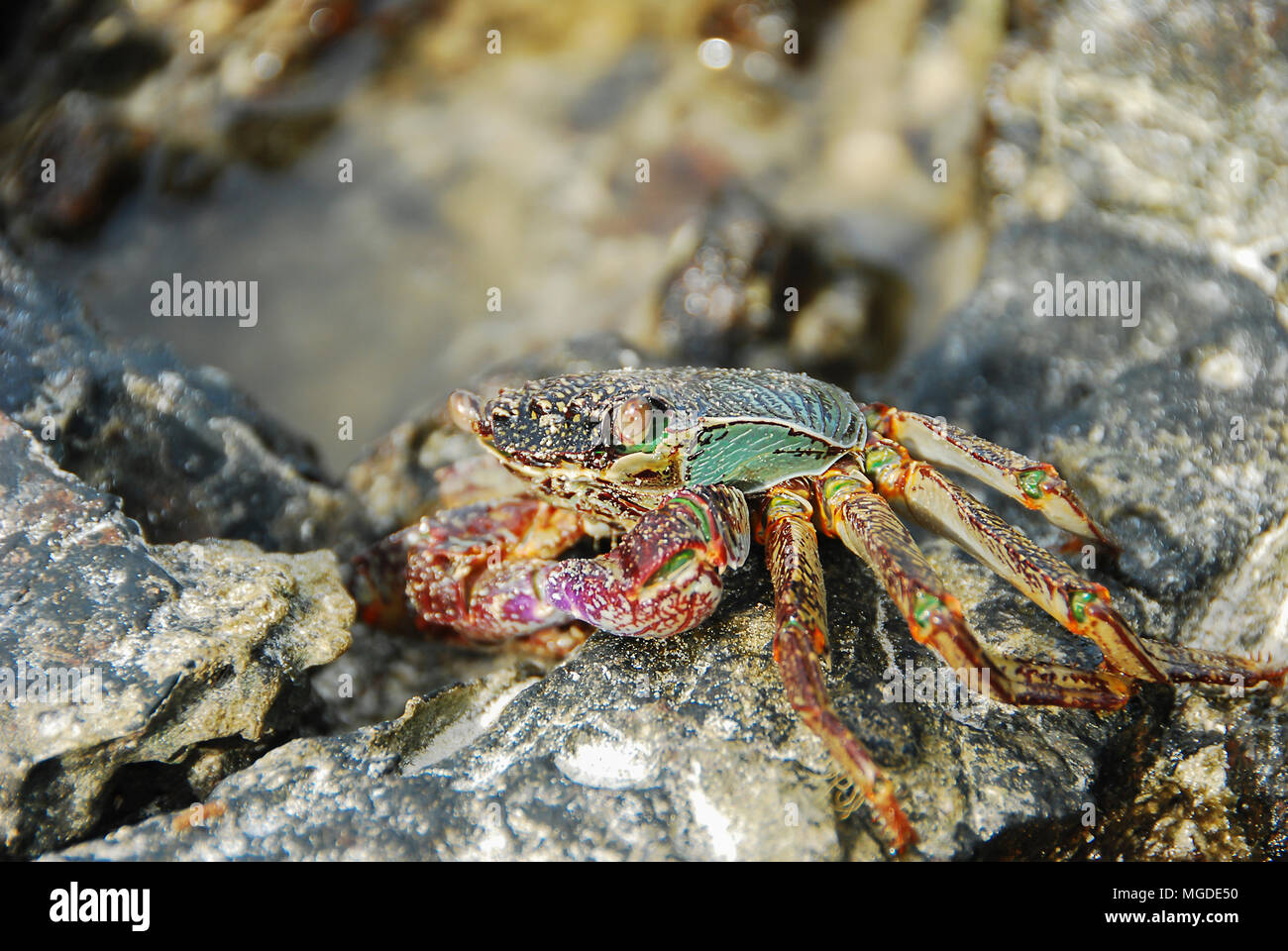 Colorful Crab decapods, yellow red legs and blue green strip carapace or crabshell, sea crab in south coast of Thailand Stock Photo