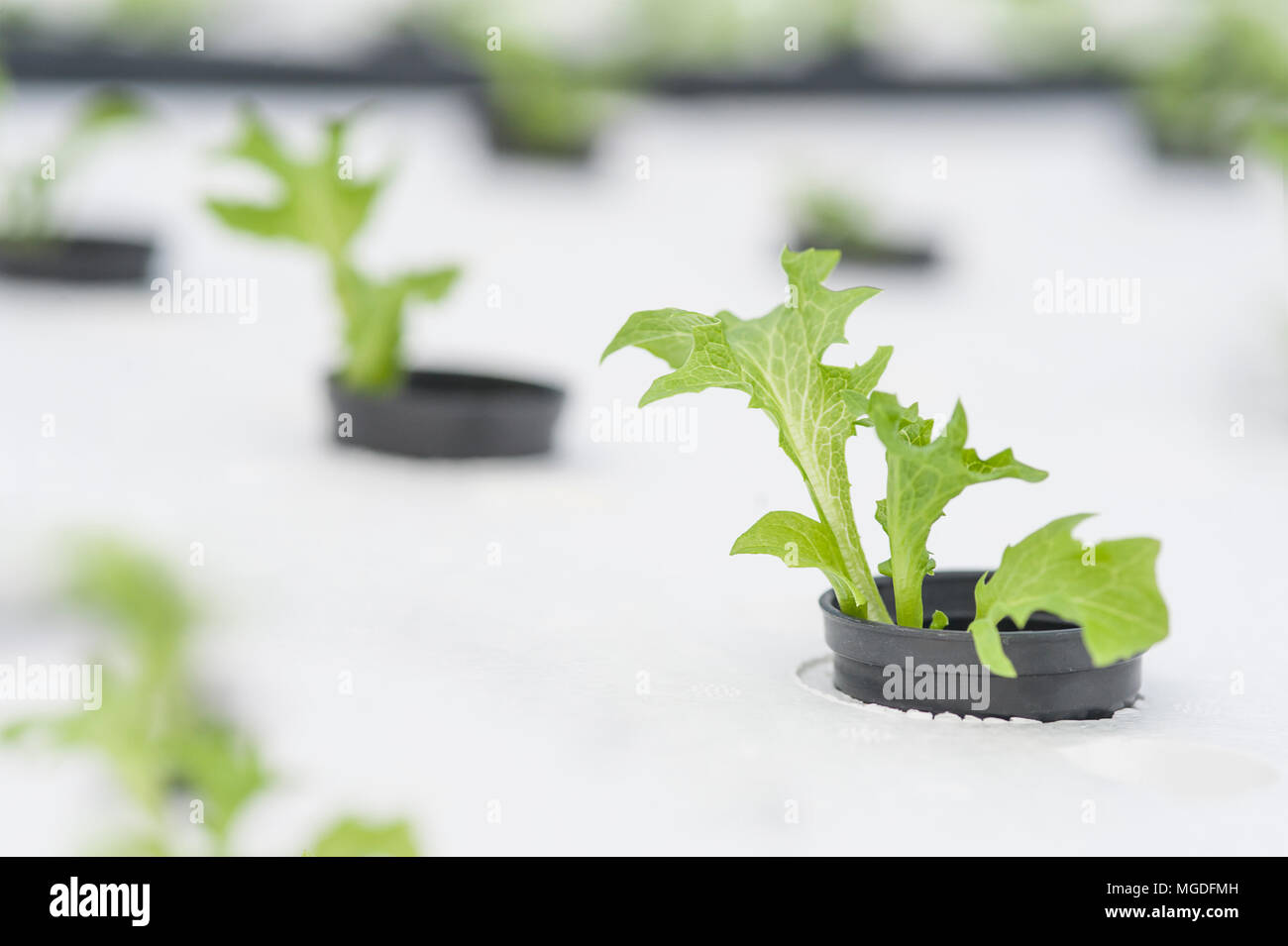 Hydroponics method of growing plants, in water, without soil