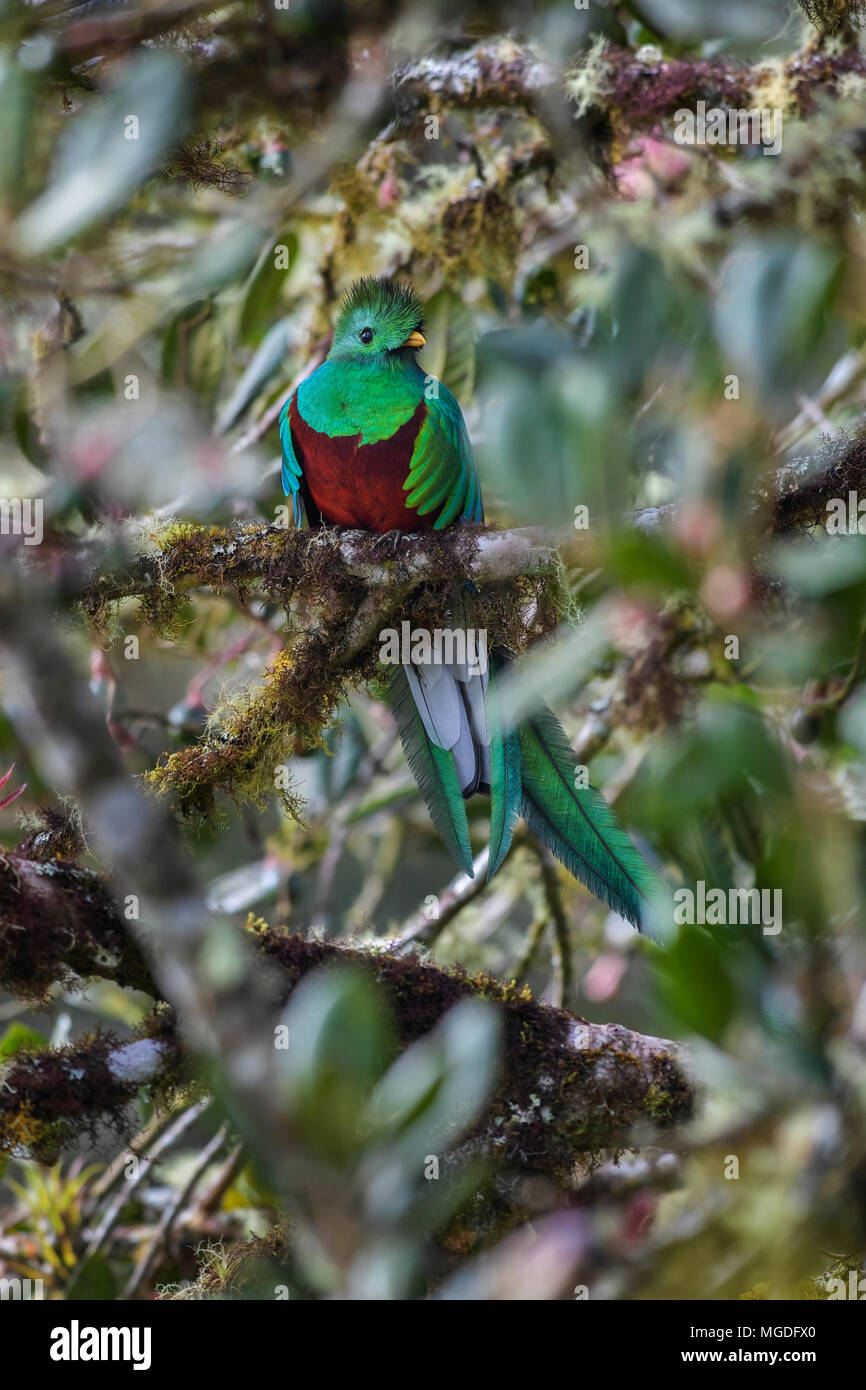 Resplendent Quetzal - Pharomachrus mocinno, beautiful colorful iconic bird from Central America forests, Costa Rica. Stock Photo