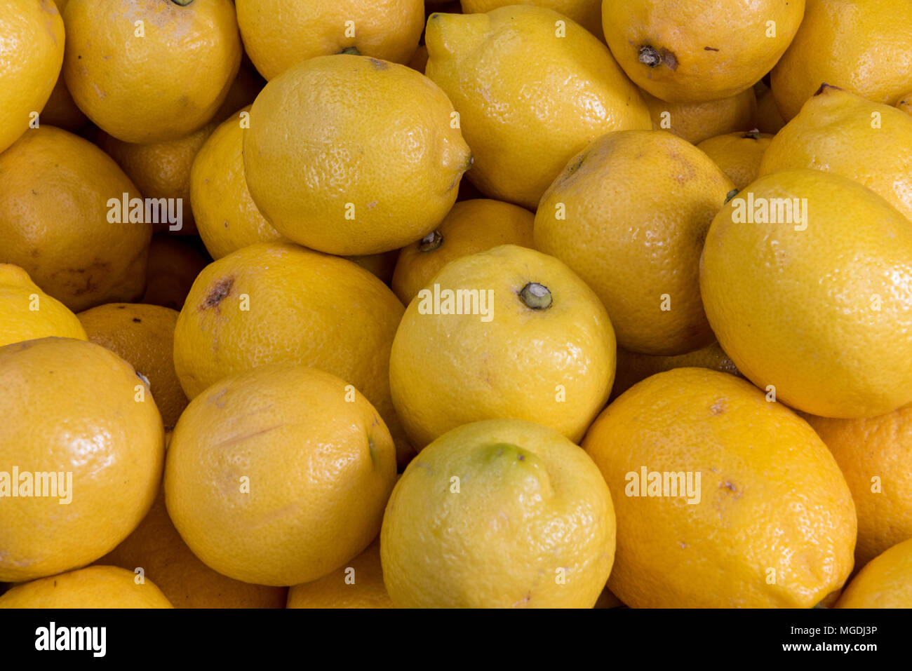 Freshly picked lemons or citrus fruits on display on a market traders
