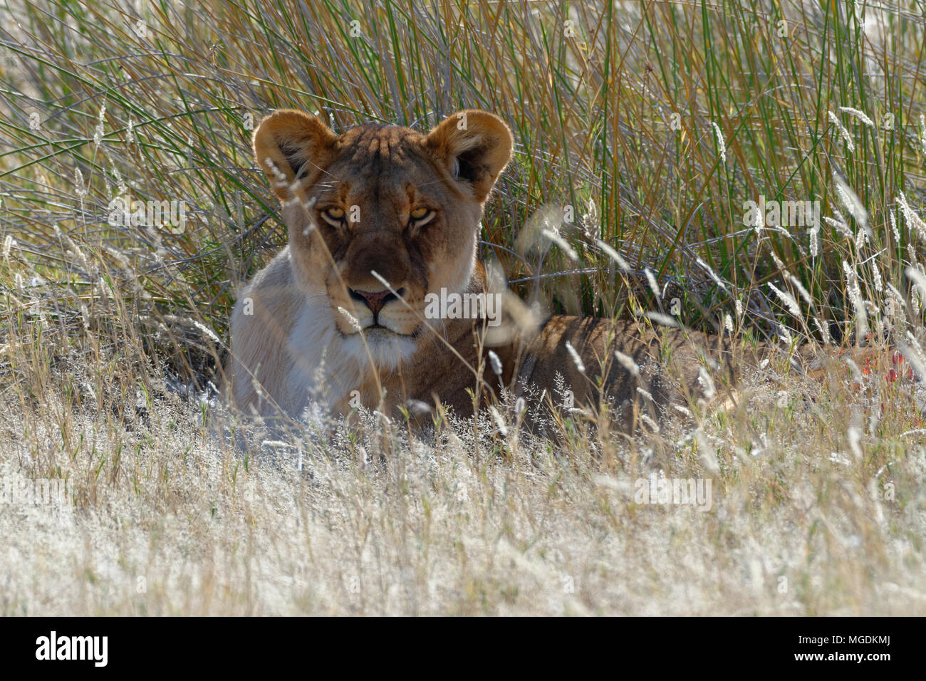 Lioness (Panthera leo) lying in the tall grass, head up, Etosha National Park, Namibia, Africa Stock Photo