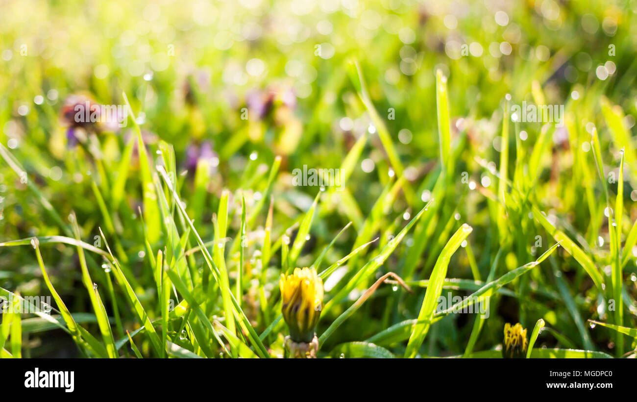 Spring nature background with flowers in green grass Stock Photo - Alamy