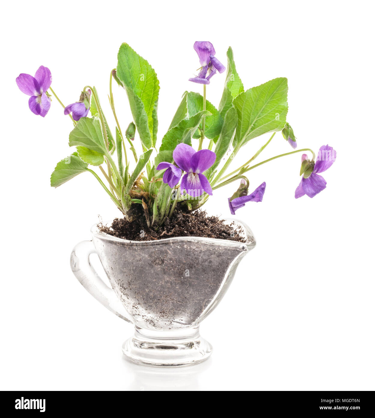 Forest Violet Flower (Viola odorata) in pot isolated in white background Stock Photo