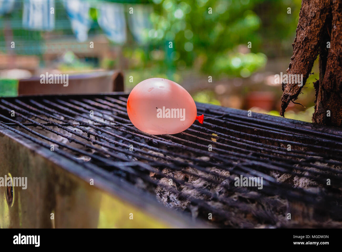 Balloon filled with water placed on a hot grill. An experiment that tests what would be the
