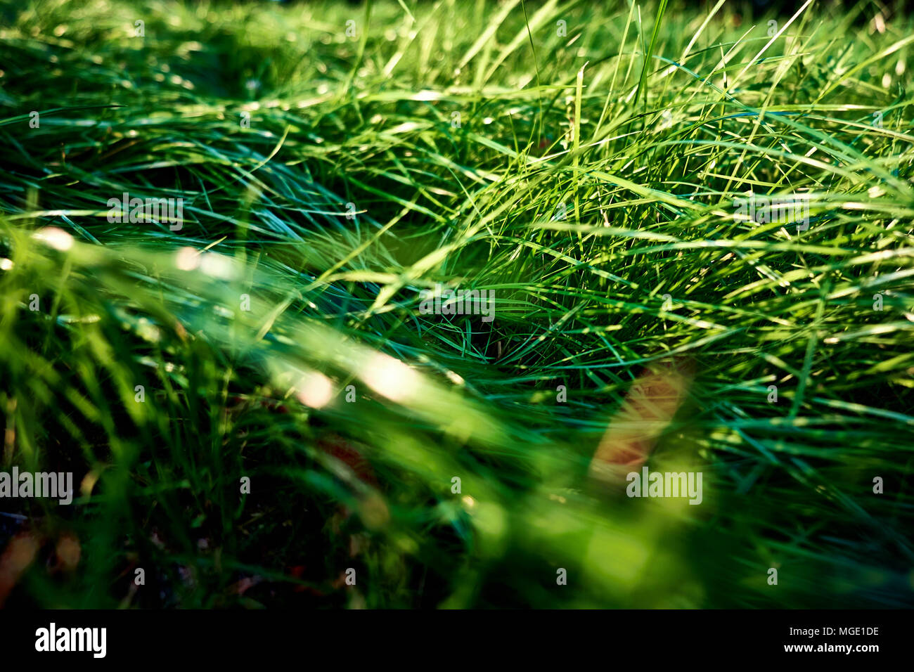 Green grass background closeup view Stock Photo - Alamy