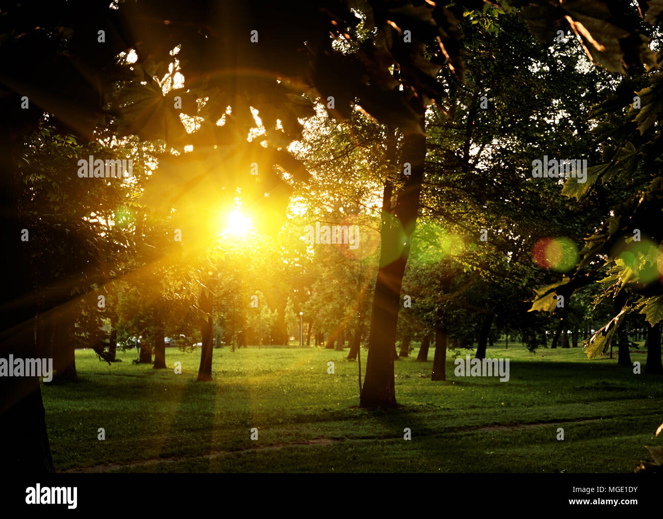 Sunlight background hi-res stock photography and images - Alamy