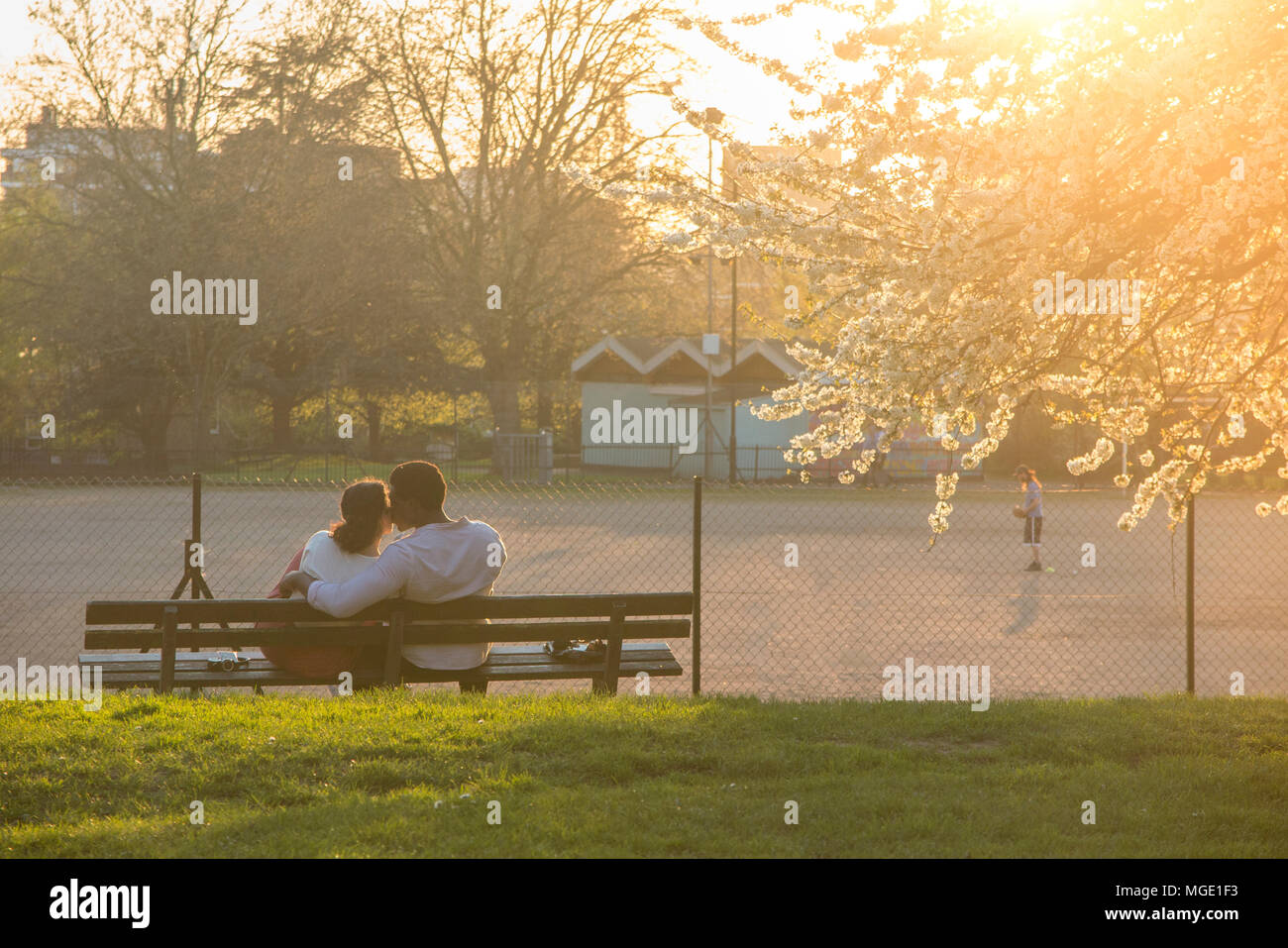 An interracial couple share a drink and enjoy each others company under a cherry tree covered in blossom in a London park as the sun goes down Stock Photo