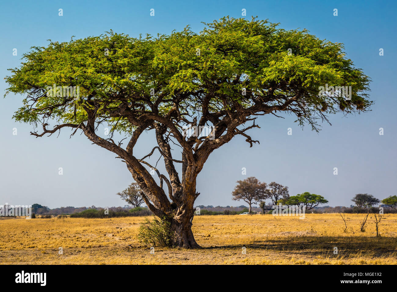What Does An Acacia Tree Look Like Sale Online Head hesge ch acacia-wood-planks