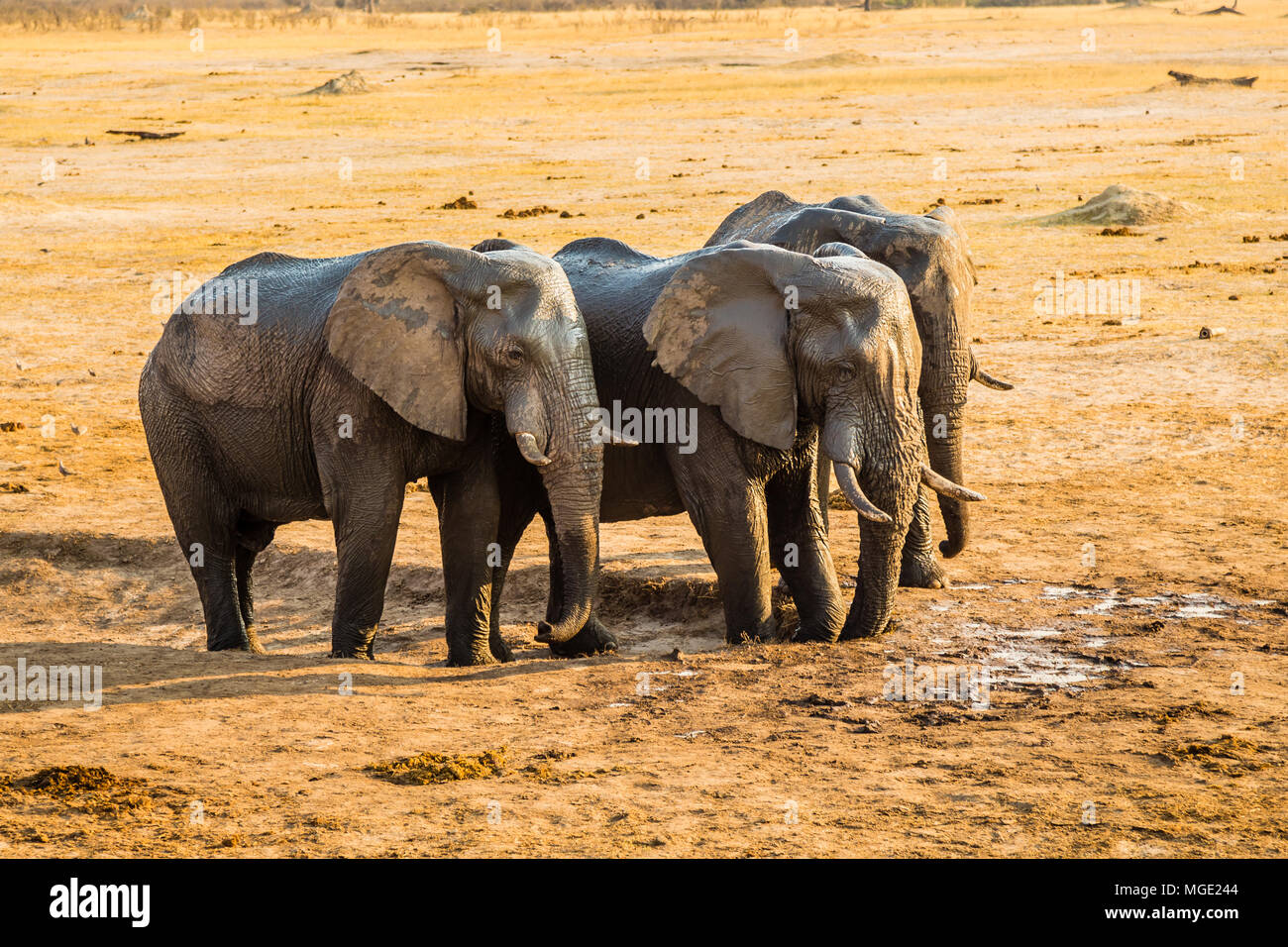 Elephants drinking the last of the water in a dried out waterhole, before the rains in Hwange Natinal Park, Zimbabwe. september 9, 2016. Stock Photo