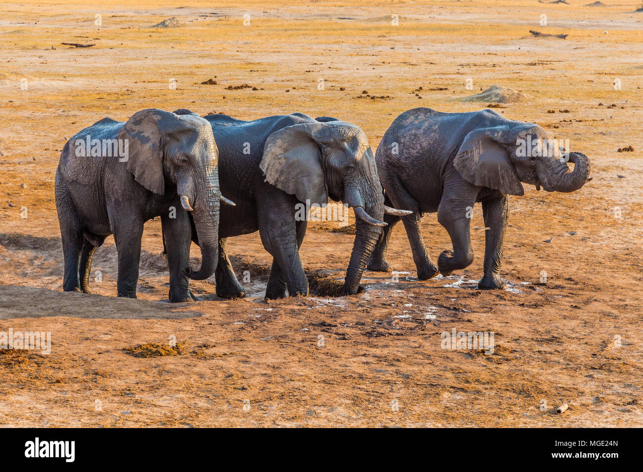 Elephants drinking the last of the water in a dried out waterhole, before the rains in Hwange Natinal Park, Zimbabwe. september 9, 2016. Stock Photo
