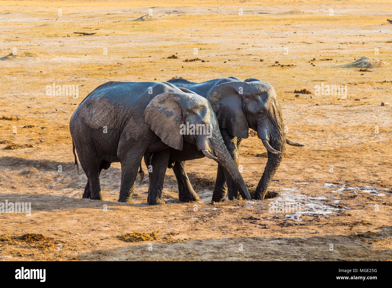 Elephants drinking the last of the water in a dried out waterhole, before the rains in Hwange National Park, Zimbabwe. September 9, 2016. Stock Photo