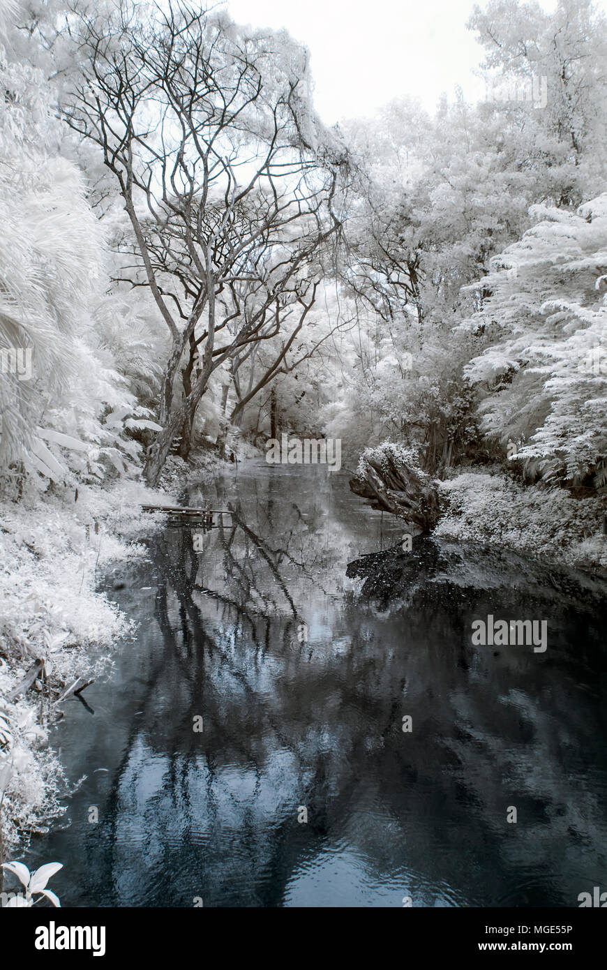 Near Infrared or IR photo panoramic view of outdoor public park Stock Photo