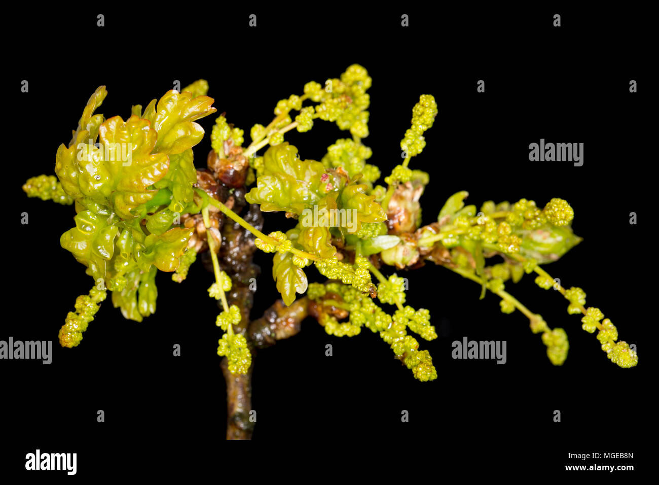 The flowers of an English, or pedunculate oak Quercus robur,in late April 2018 north Dorset England UK. It is also known as the common oak and europea Stock Photo