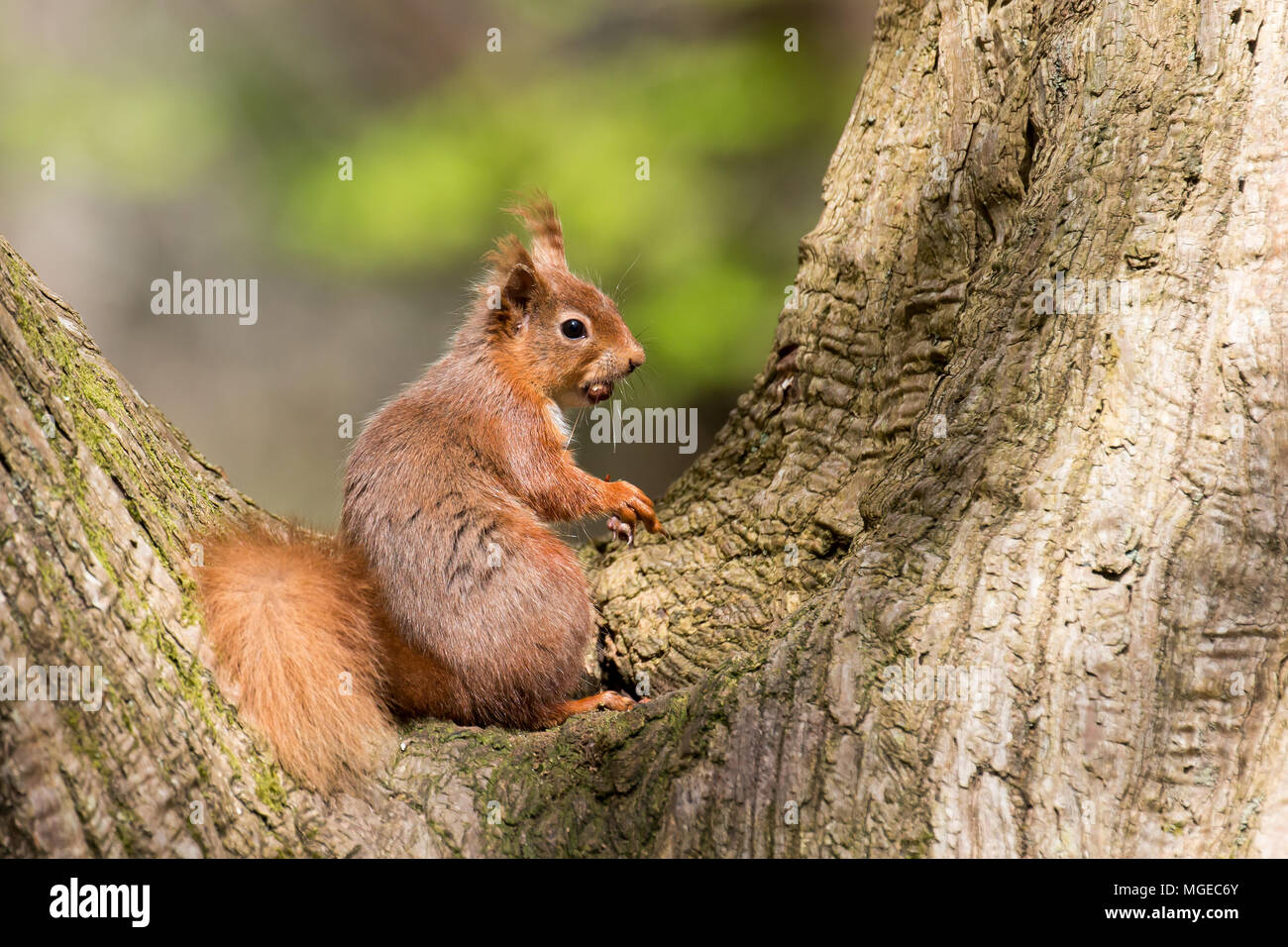British native Red Squirrel in tree cleft on Brownsea Island, Dorset. Stock Photo