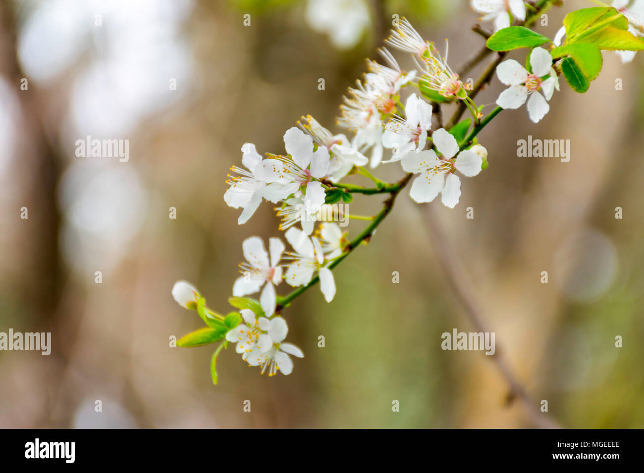 Closeup of the branch of an almond tree in full bloom Stock Photo