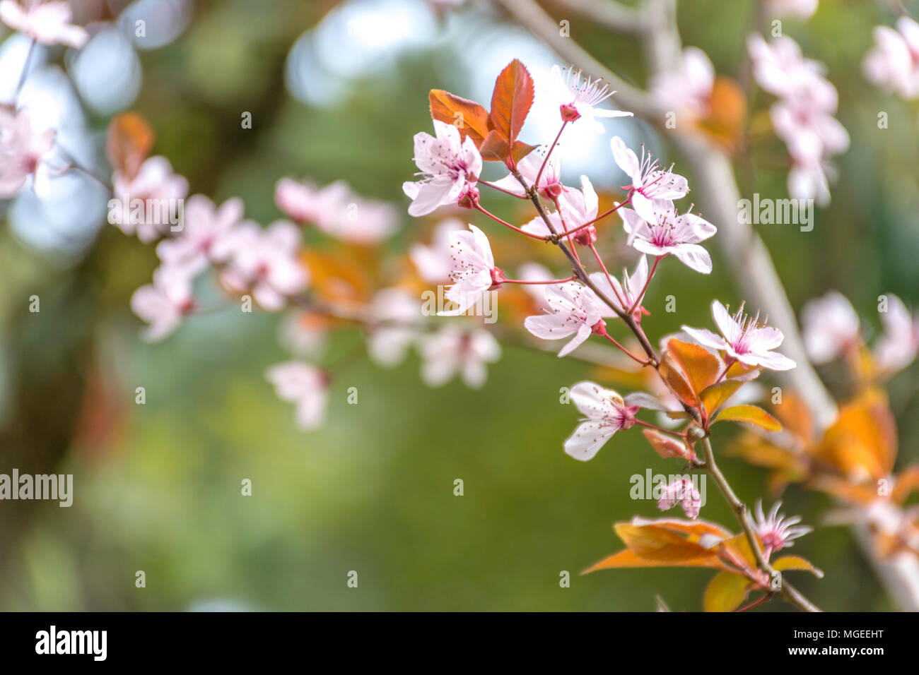 Closeup of the branch of an almond tree in full bloom Stock Photo