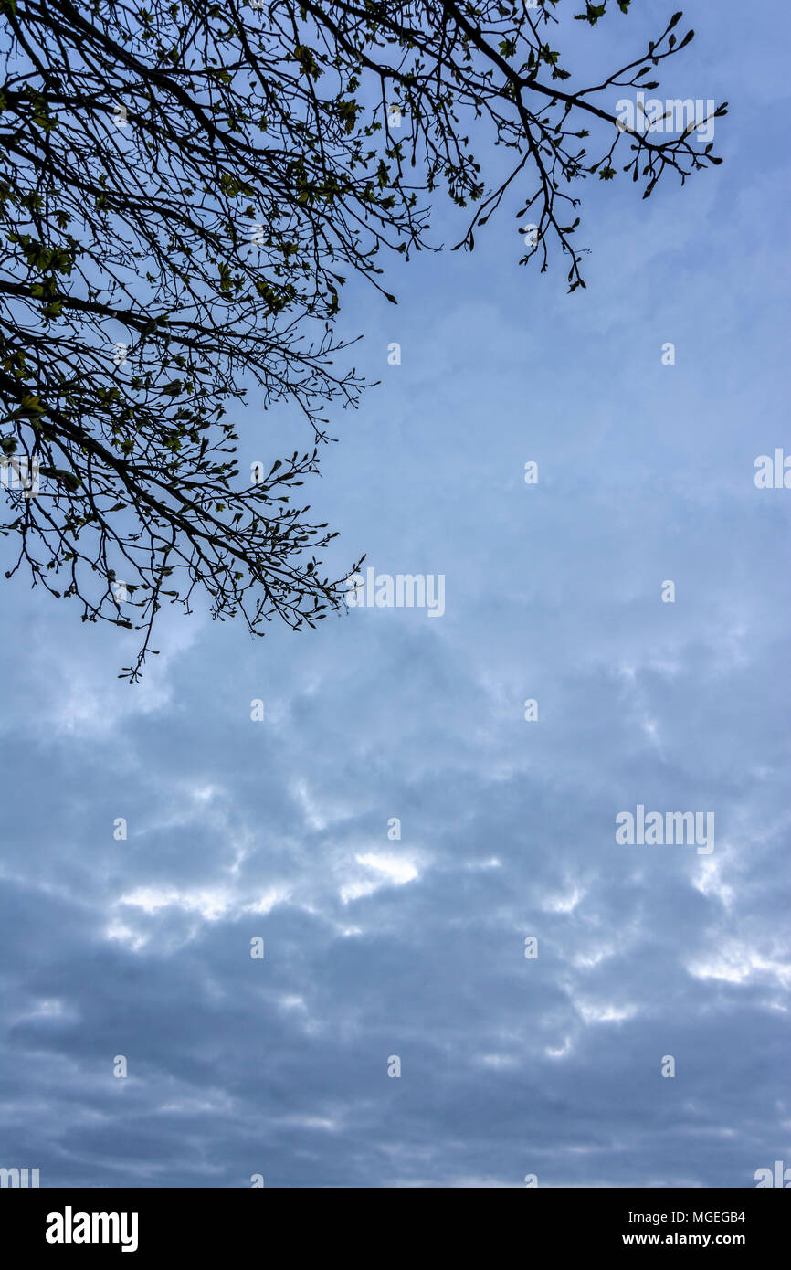Tree branches silhouetted against a cloudy evening sky Stock Photo - Alamy