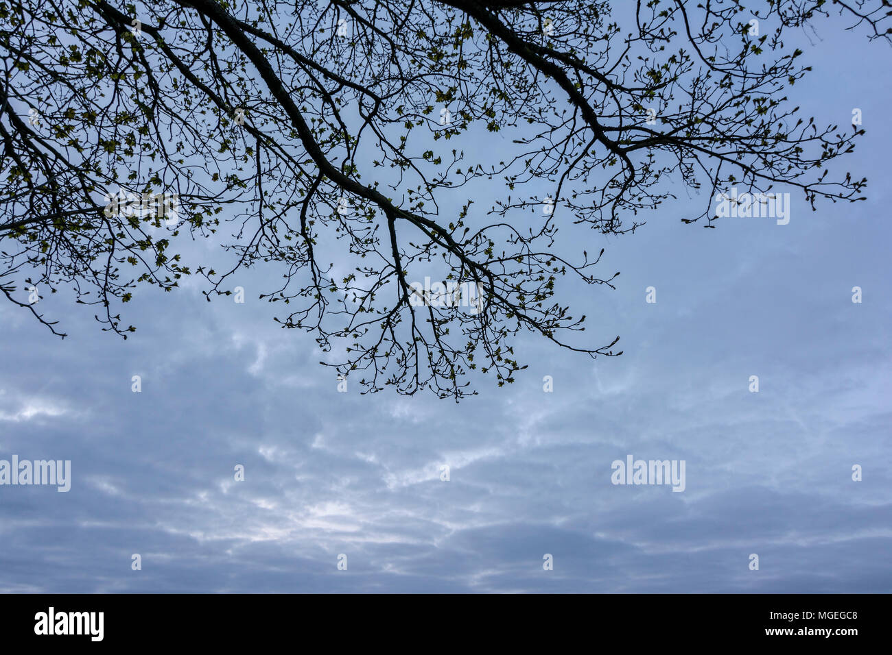 Tree branches silhouetted against a cloudy evening sky Stock Photo - Alamy