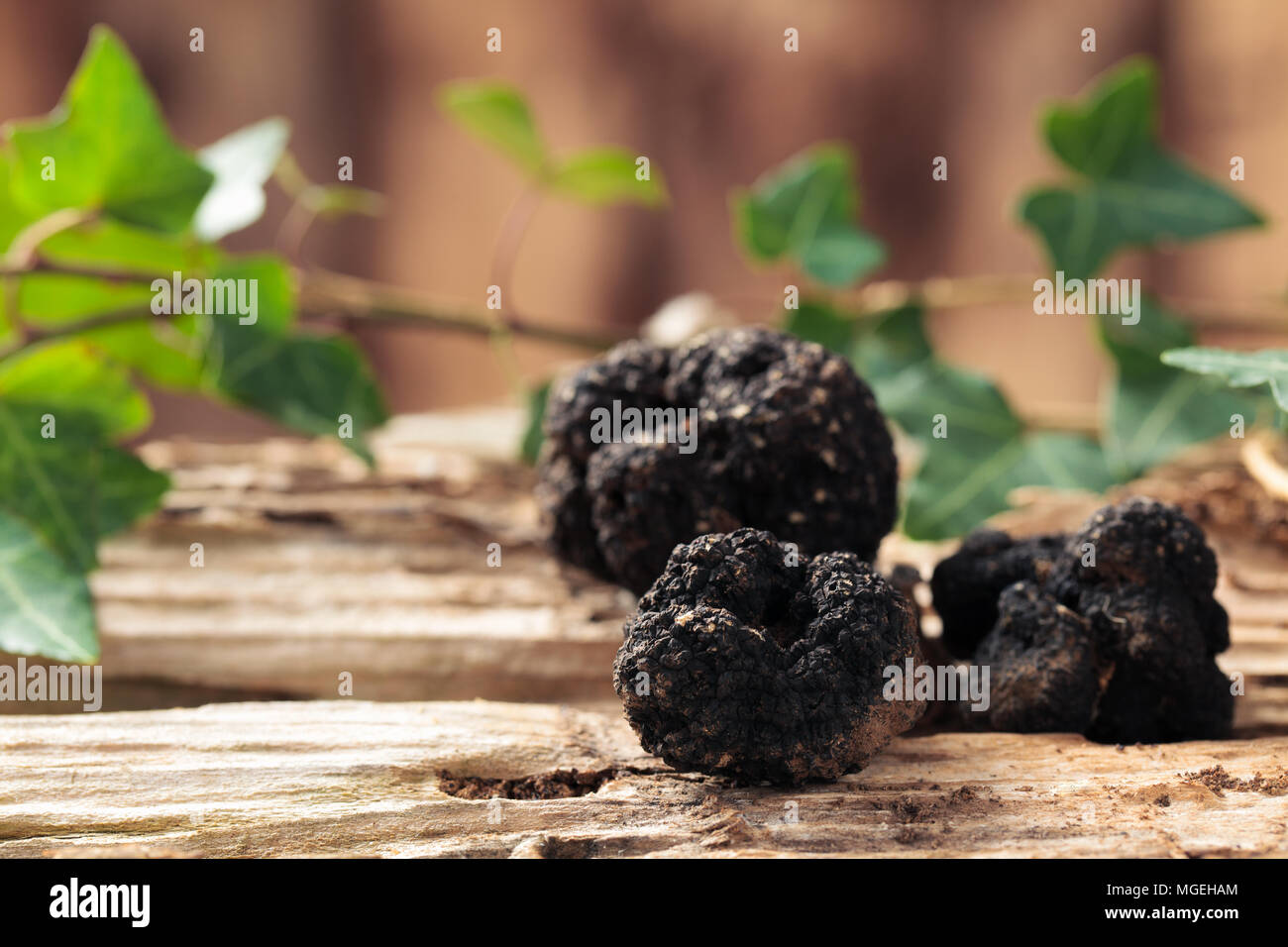 Black truffles on table.  Stock Photo