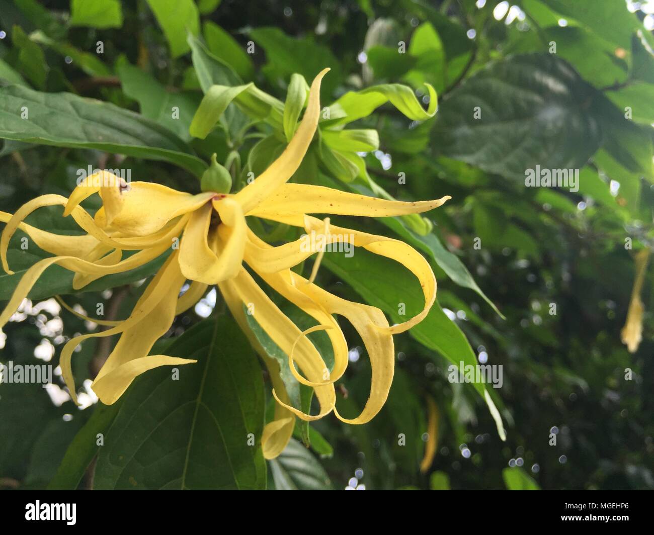 Dwarf Ylang Ylang Tree