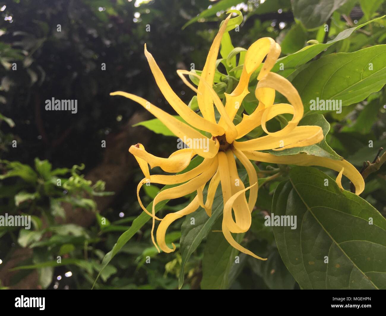 Ylang Ylang Blossom Stock Photos & Ylang Ylang Blossom Stock Images Alamy