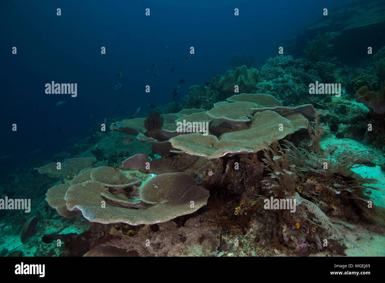 Table Coral Sample High Resolution Stock Photography And Images