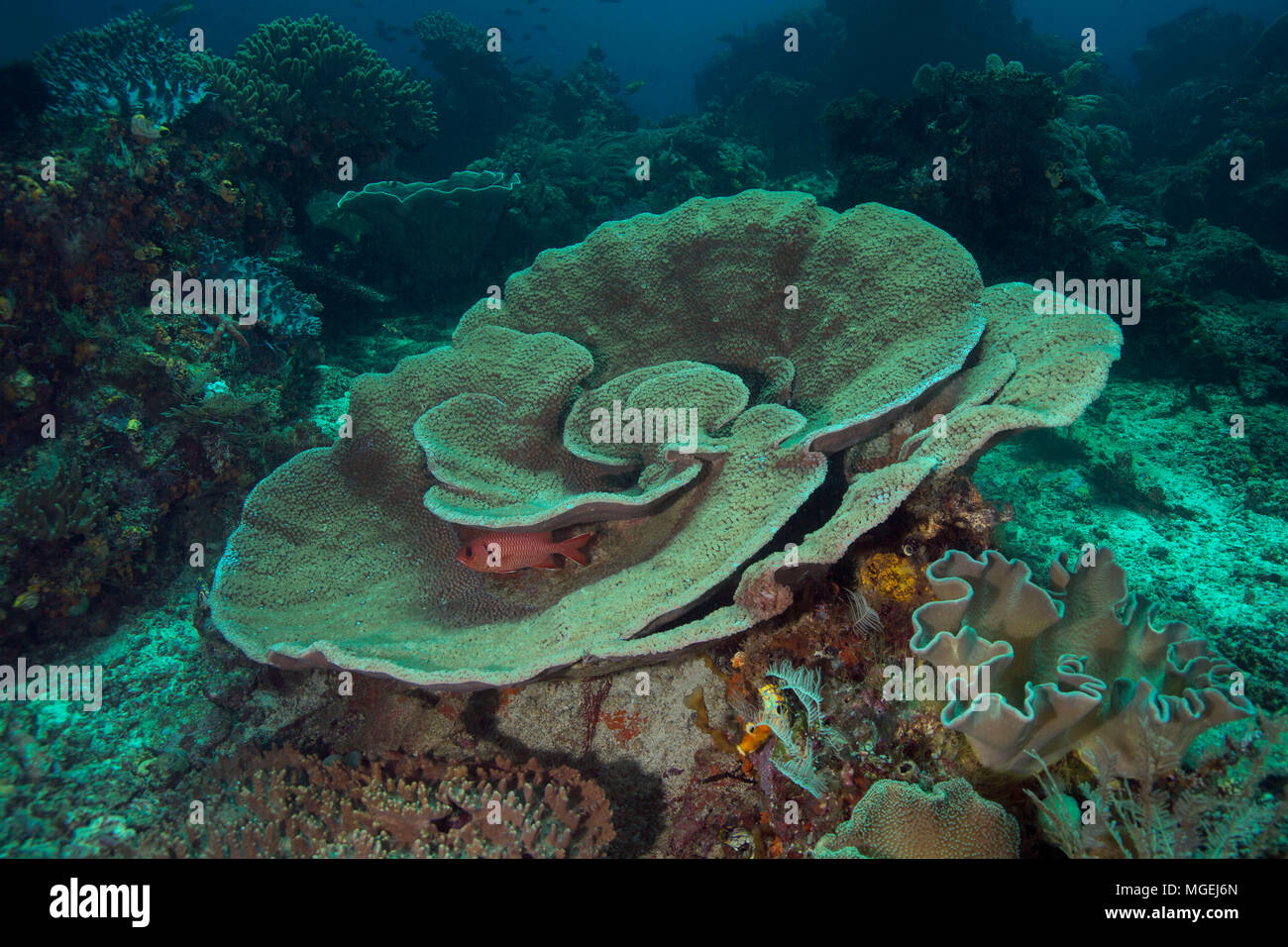 Table Coral Sample High Resolution Stock Photography And Images