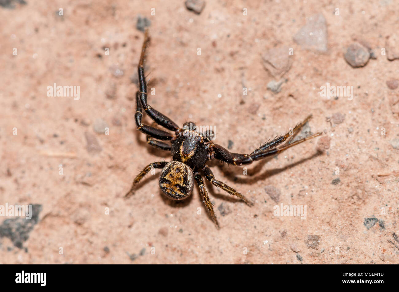 crab spider, Xysticus audax, on the floor Stock Photo