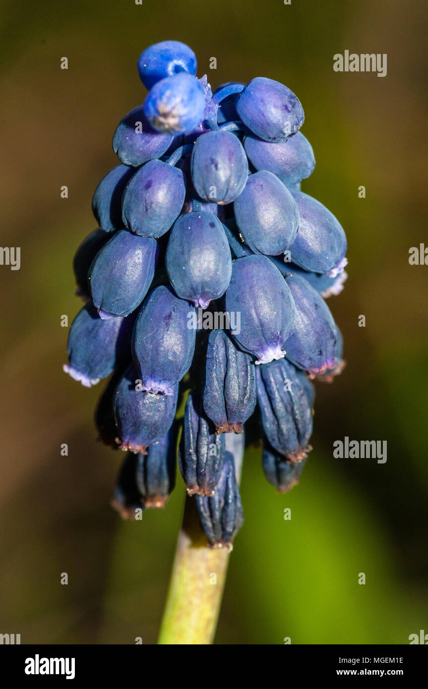 close-up view of common grape hyacinth, Muscari neglectum Stock Photo