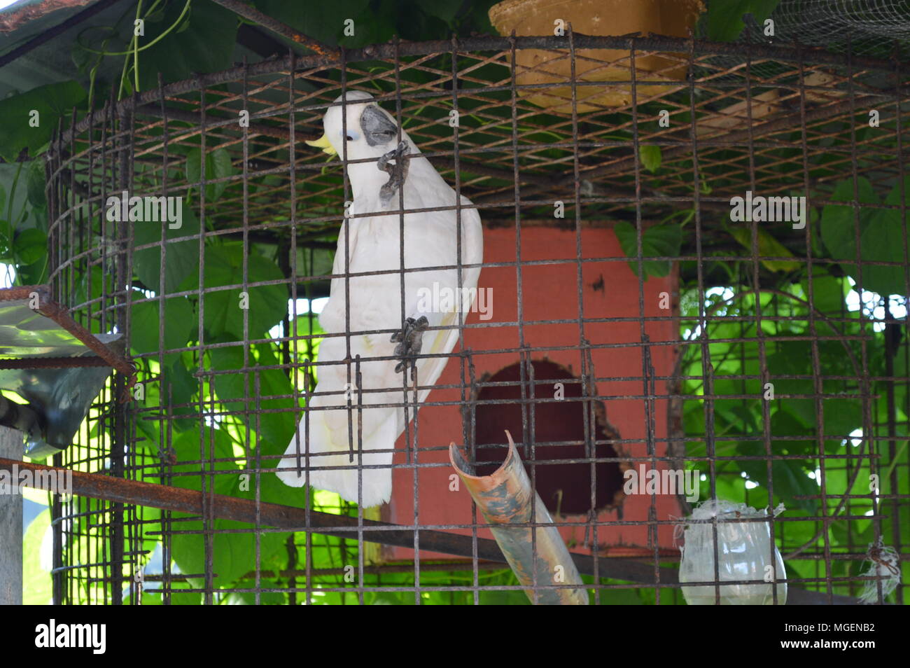 Intelligent, Lovely, and  White Parrot in the Cage Stock Photo