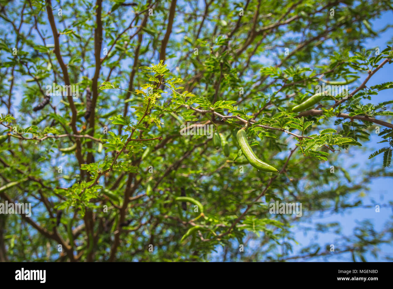 Carob Plant High Resolution Stock Photography and Images Alamy