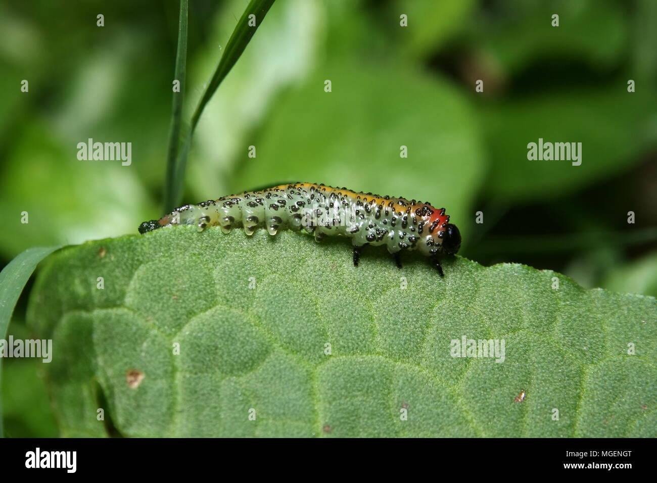 sawfly-larva-caterpillar-stock-photo-alamy