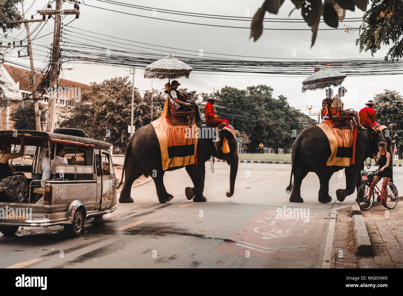 Taxi elephant hires stock photography and images Alamy