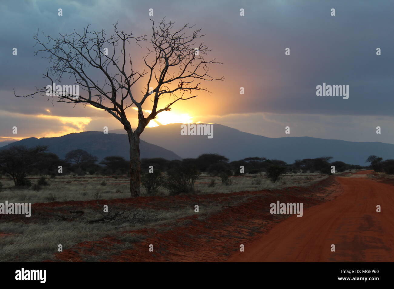 Red african sunset silhouette grass hi-res stock photography and images ...