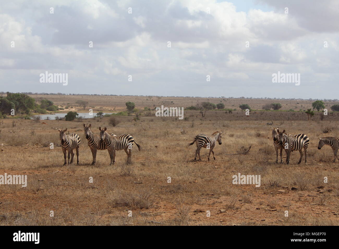 Africa sunset plains zebra hi-res stock photography and images - Alamy