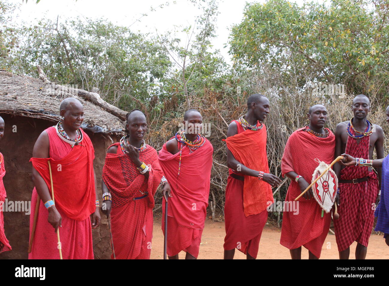 Men in the foreground of the African Masai tribe, dressed in their typical red costumes, spears and shields, dance in ritual jumping Stock Photo