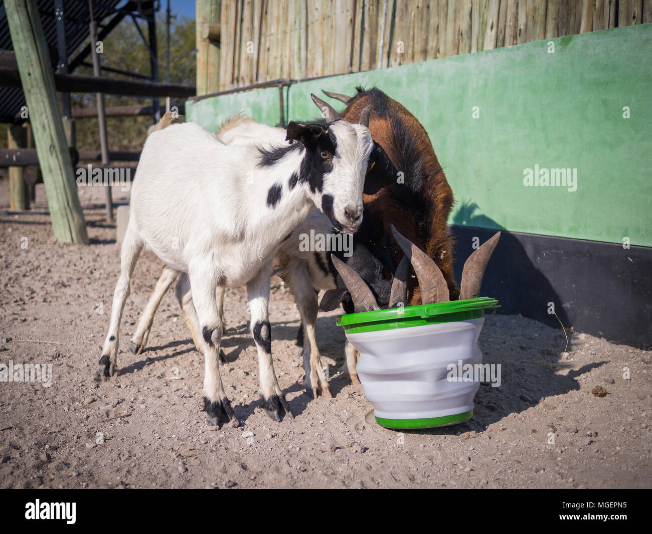 Three thirsty goats drinking eagerly out of plastic pucket in Kalahari desert of Botswana, Africa Stock Photo