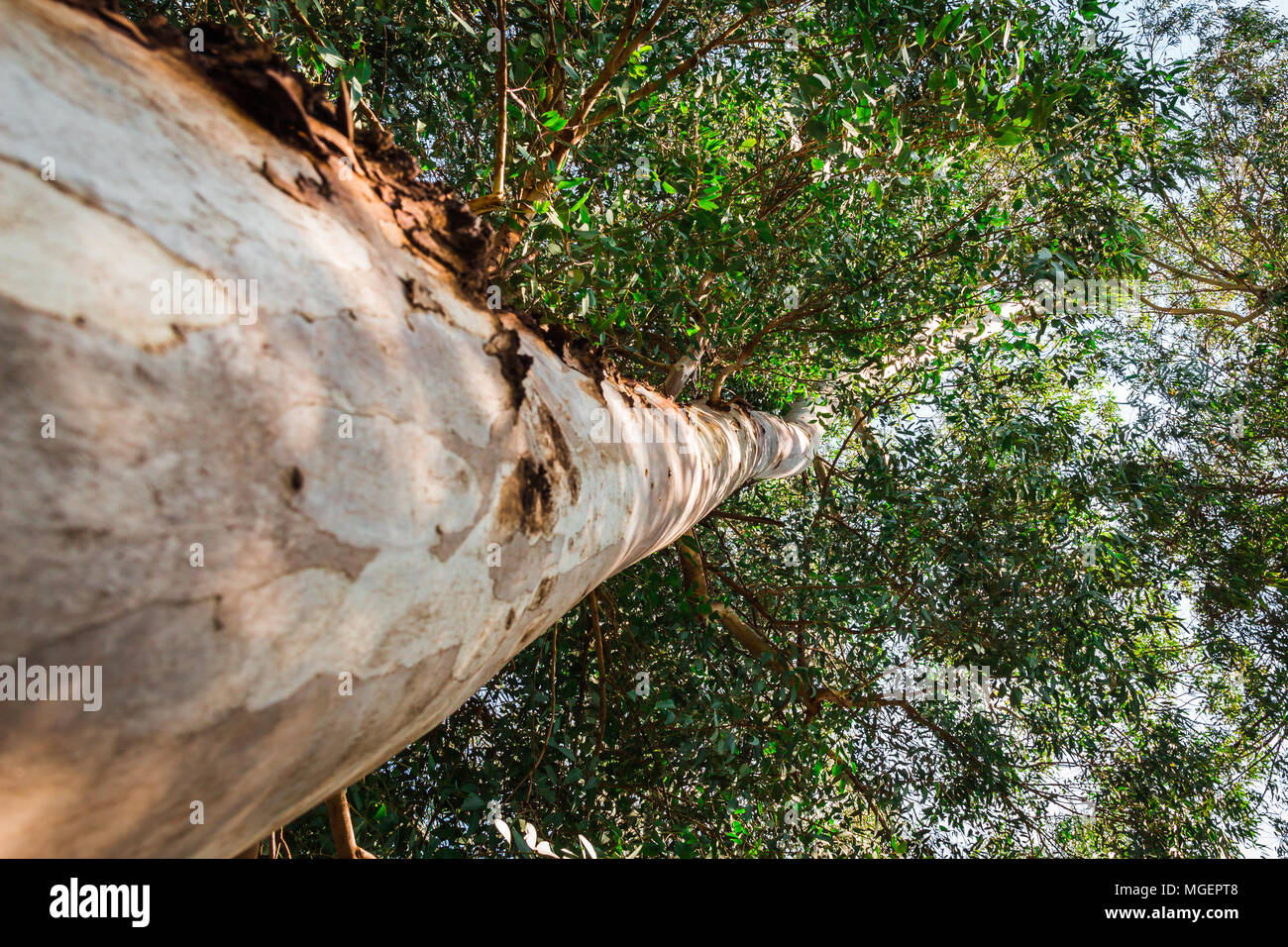 Eucalyptus Tree In Low Angle Shot Close Up Shot Vibrant Color