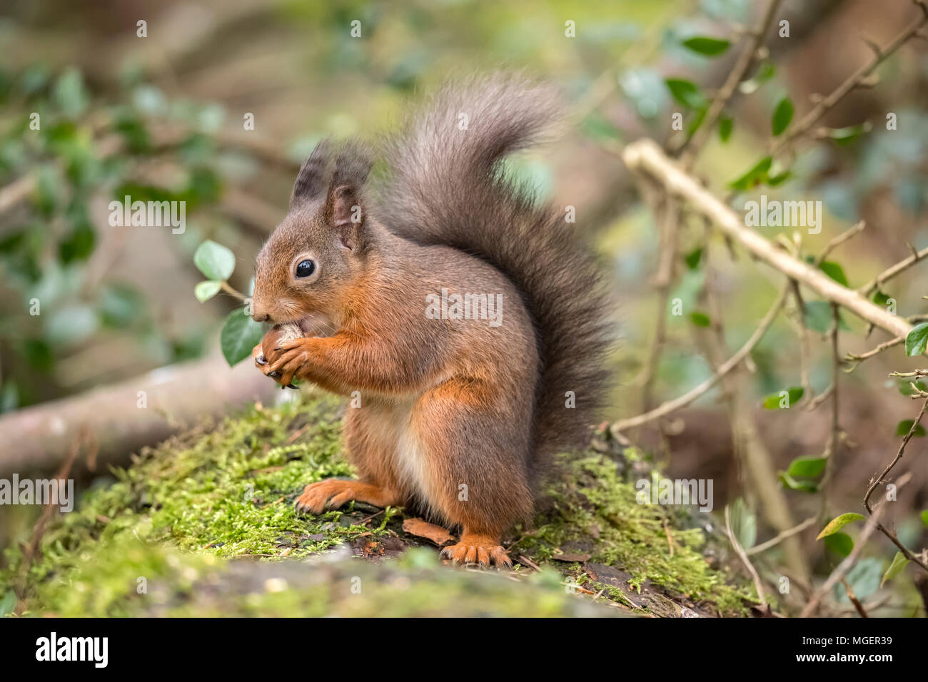 Red Squirrel on a lichen covered tree trunk eating a Hazelnut Stock Photo Alamy