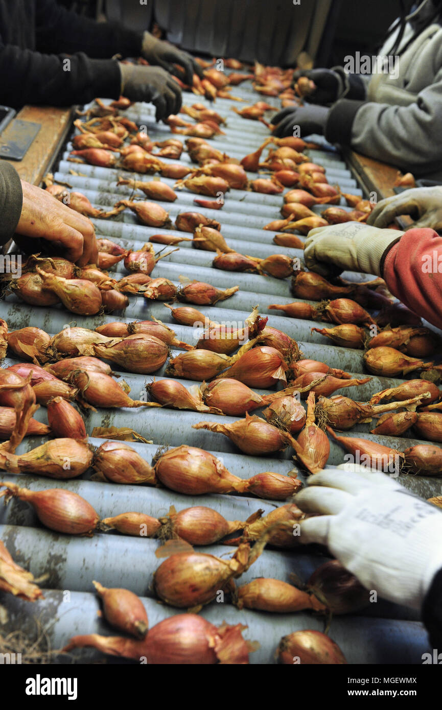 Shallot Stock Photo by ©shirotie 2461435