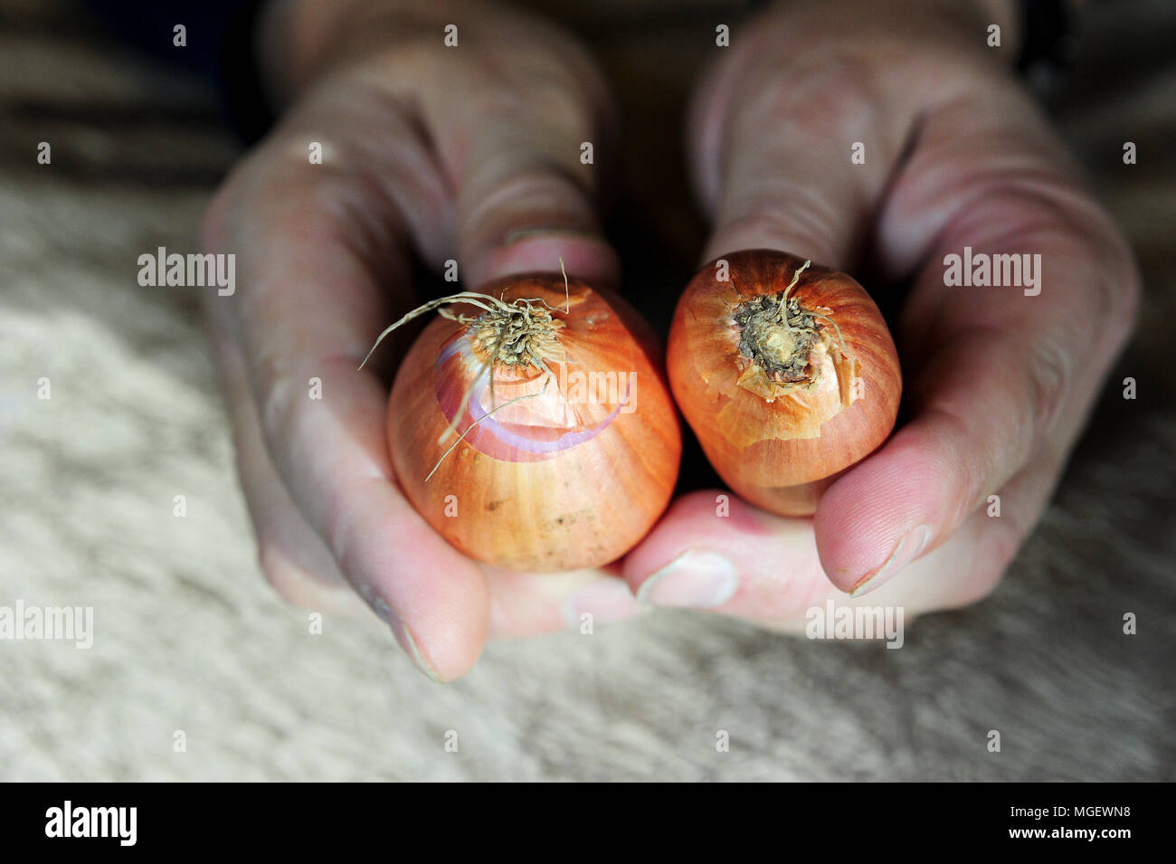 The difference between a French shallot (right) and an onion (left