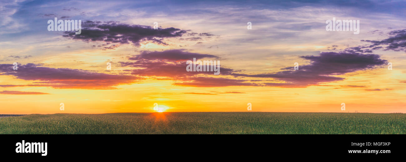 Summer Sun Shining Over Agricultural Landscape Of Green Wheat Field. Panorama Panoramic View Of Scenic Summer Colorful Dramatic Sky In Sunset Dawn Sun Stock Photo