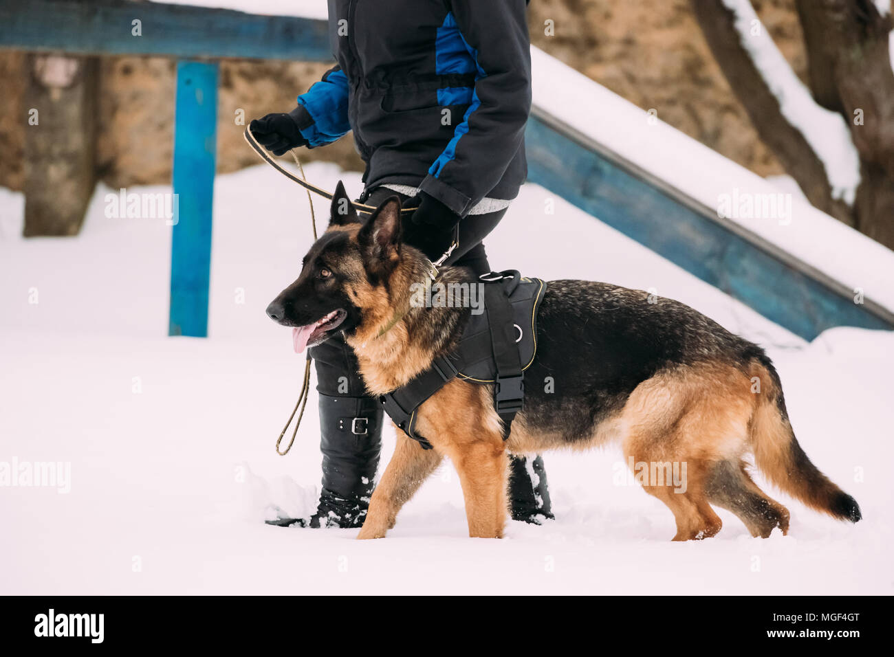 German Shepherd Dog Walking Near Owner During Training. Winter Season