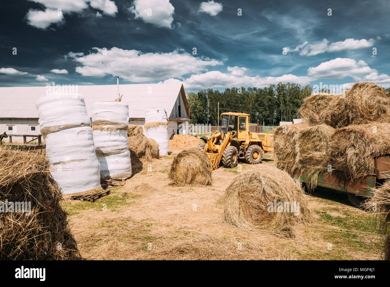 Multipurpose Wheel Loader Carry Out Works In Transportation Of Hay In Agruculture Place In Summer Sunny Day. Special Agricultural Equipment. Stock Photo