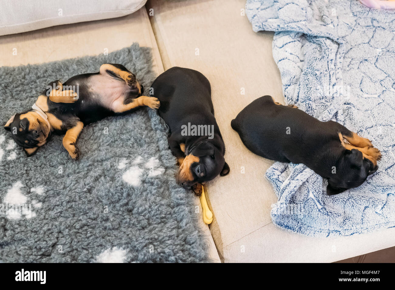 min pin puppy pictures