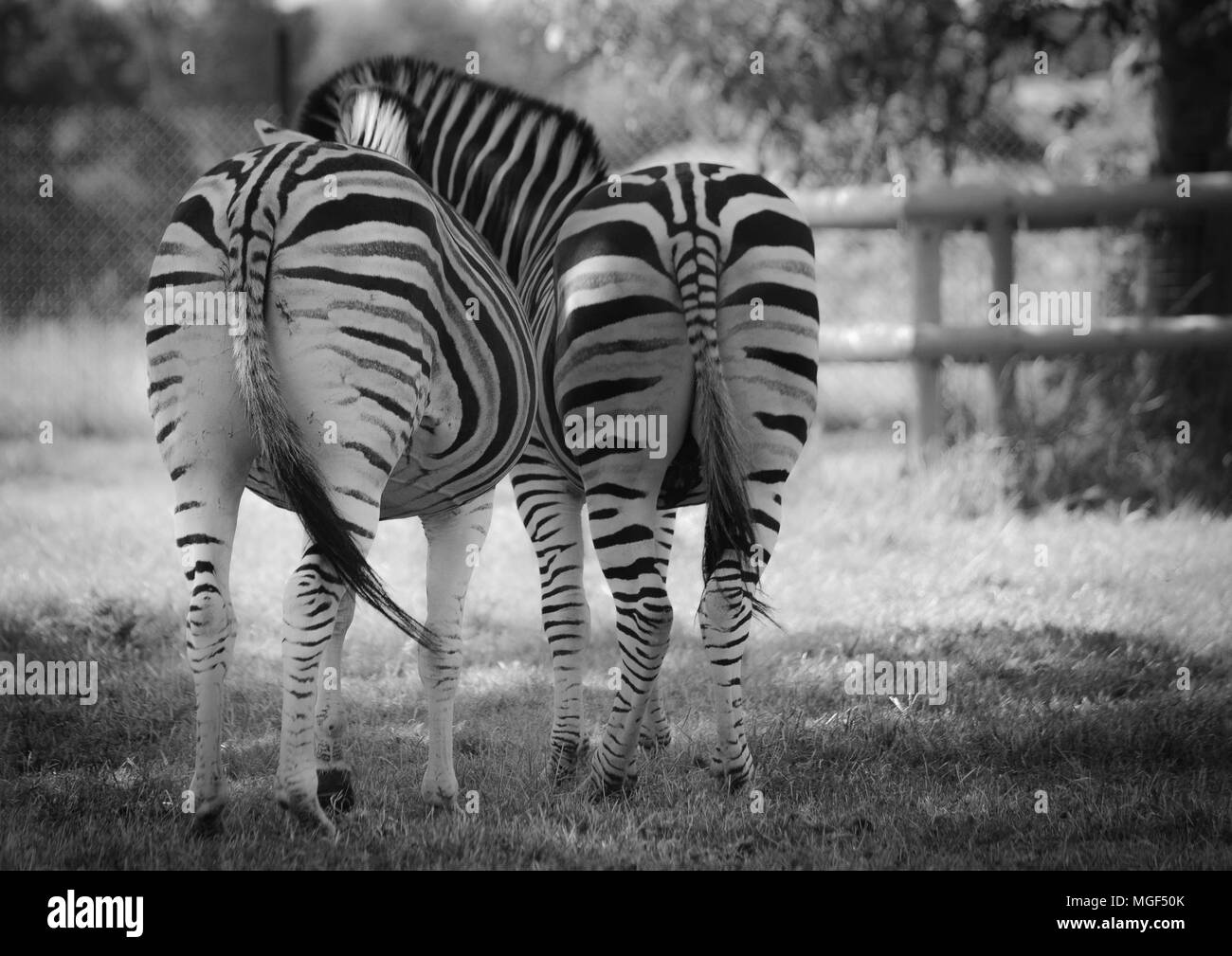 Couple zebra hires stock photography and images Alamy